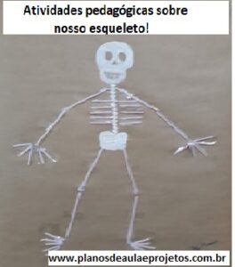 Sistema esquelético: funções e tipos de ossos - Escola Kids